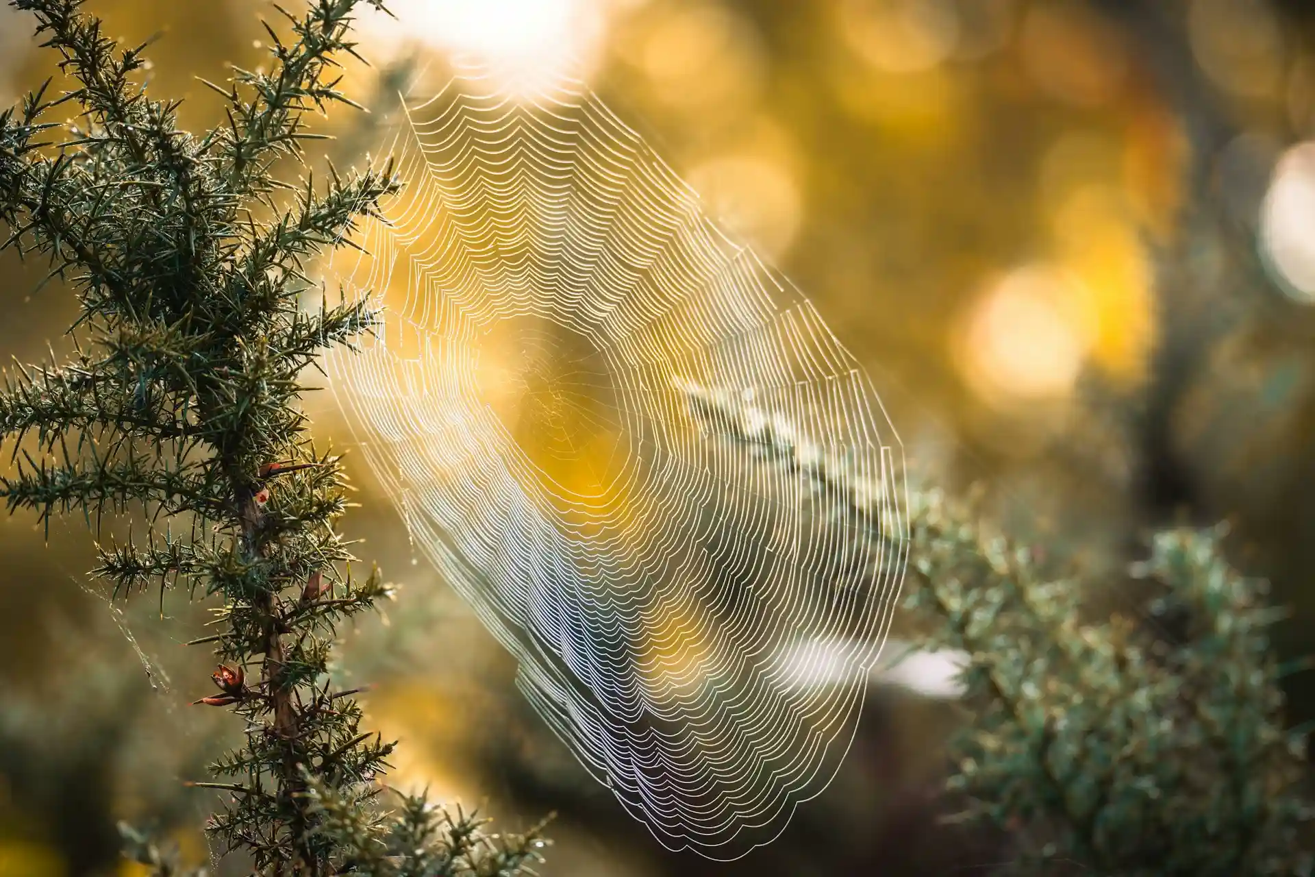 We can see branches of a pine tree. There is an intricate spider web woven between two of the branches. The background is blurry, but the golden light suggests a forest or garden setting.
