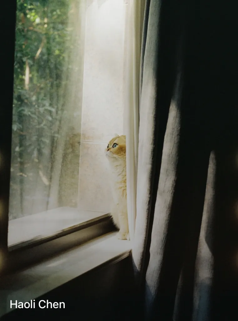A white and fawn cat is hiding behind a partially open curtain hanging on a window. Through the window we can see green trees. The cat is also watching the trees.
