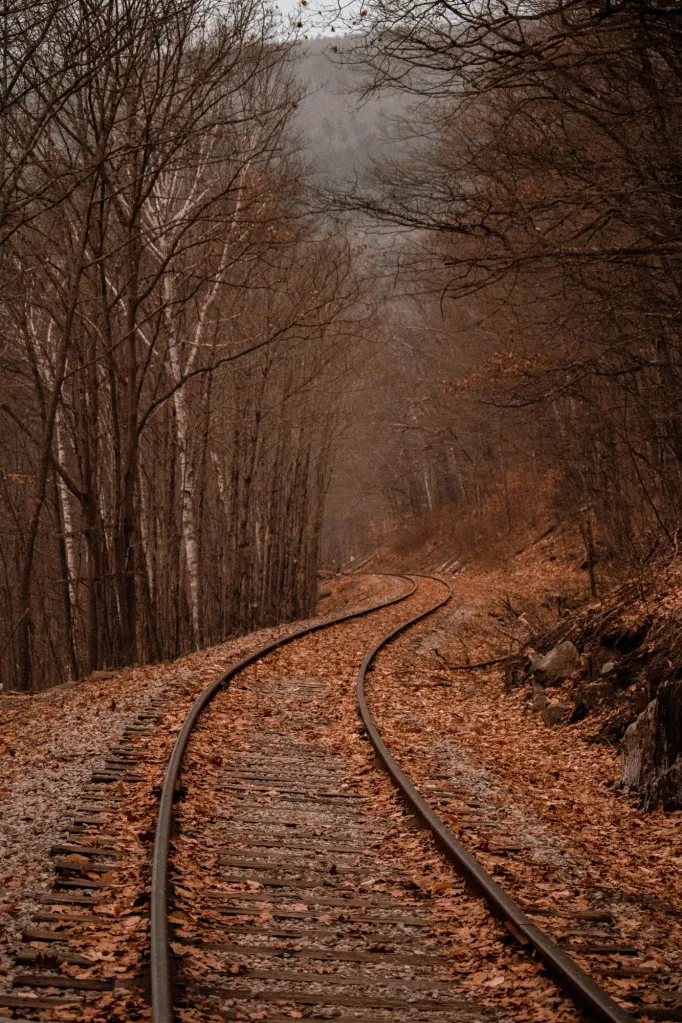 TThis image shows a railway track curving through a forest. The track is covered with golden brown leaves. On the sides of the track, we see trees with bare branches.